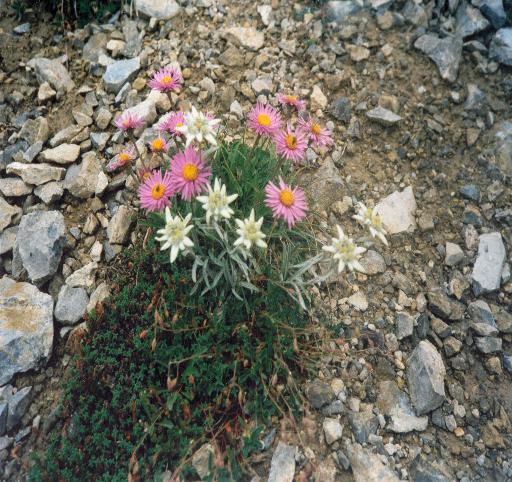 Leontopodium alpinum e Aster alpinus
